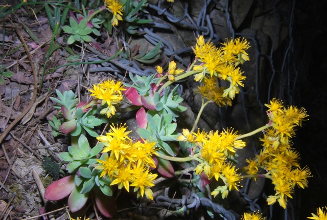 Sedum palmeri / Borracina di Palmer